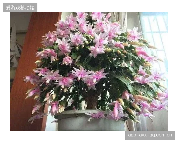 尼日利亚冲击力十足，多点开花令人防不胜防